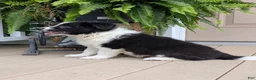 Border Collie dogs for sale: Trooper - Ad 3