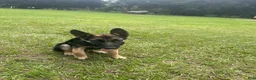 German Shepherd dogs for sale: German Shepherd 1 - Ad 3