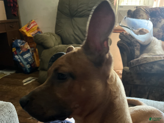 Mixed Breed dogs Mixed Breed Puppy 1 - Ad 18