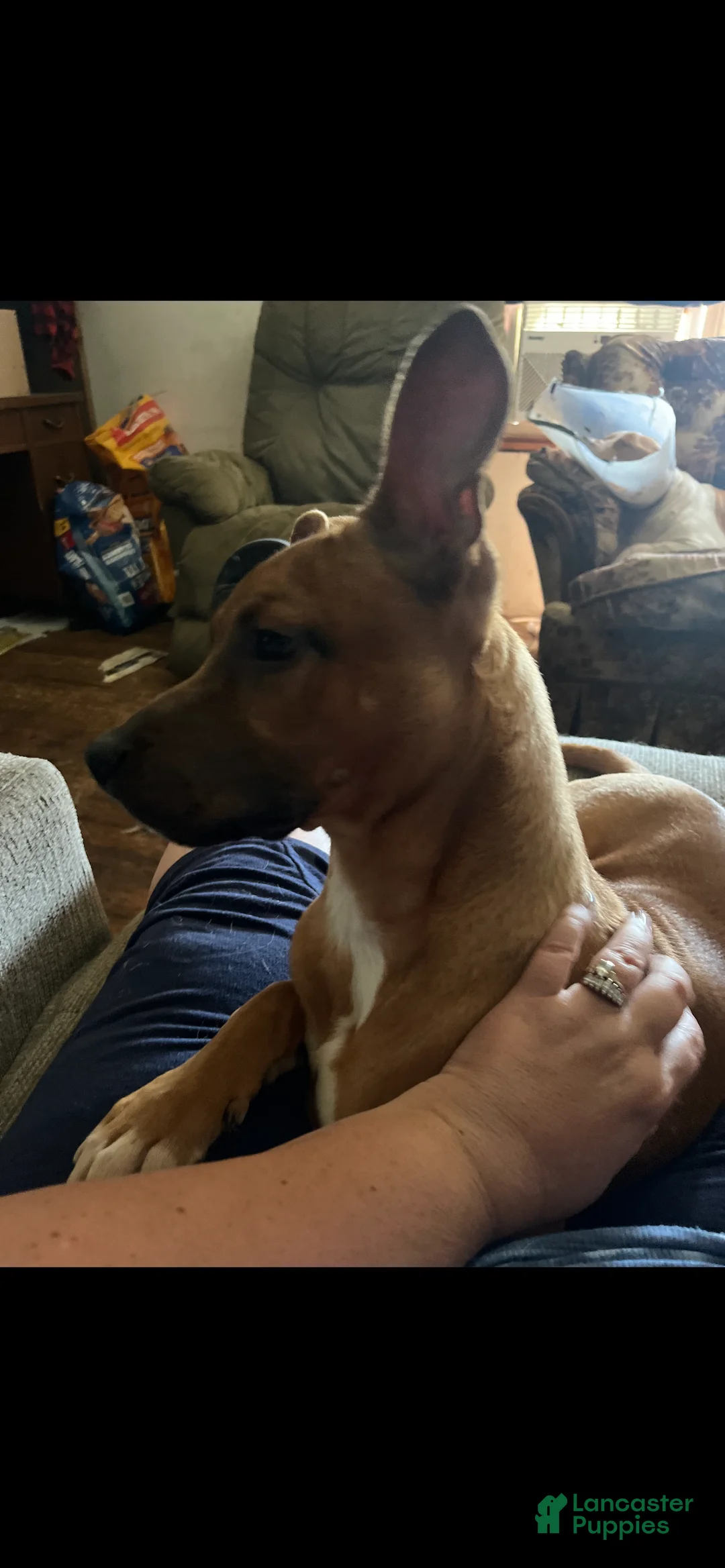 Mixed Breed dogs for sale: Mixed Breed Puppy 1 - Ad 1