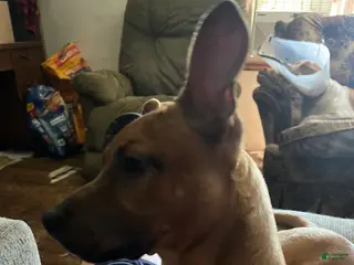 Mixed Breed dogs Mixed Breed Puppy 1 - Ad 4