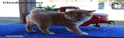 Shiba Inu dogs for sale: Ian - Ad 1
