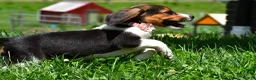 Beagle dogs for sale: Viola - Ad 7