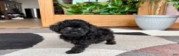 Mixed Breed dogs for sale: Maltipoo/Havanese boy 2  - Ad 4