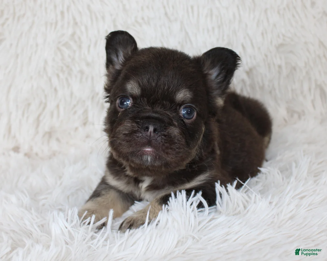 French Bulldog dogs for sale: Jake - Ad 1