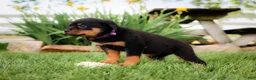 Rottweiler dogs for sale: Ulani - Ad 3