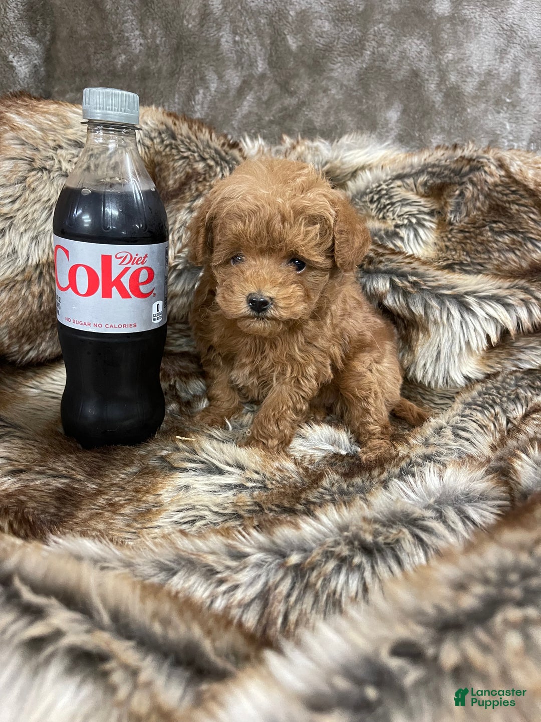 Toy Poodle dogs for sale: Toy Poodle Puppy 1 - Ad 4