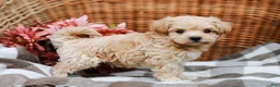 Maltipoo dogs for sale: Dawson - Ad 6
