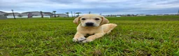 Labrador Retriever dogs for sale: Luna - Ad 2