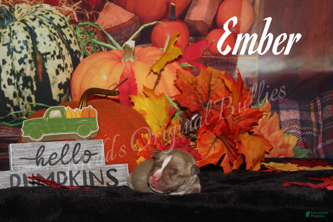 American Bully dogs for sale: Ember - Ad 3