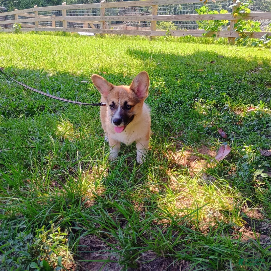 Welsh Corgi Pembroke dogs for sale: Timon - Ad 2
