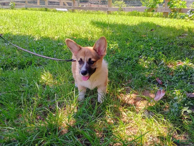 Welsh Corgi Pembroke dogs for sale: Timon - Ad 2