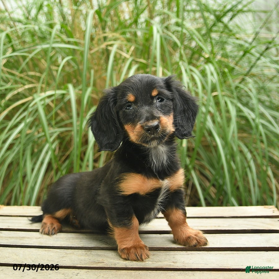 Miniature Dachshund dogs Penny  - Ad 1