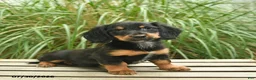 Miniature Dachshund dogs for sale: Penny  - Ad 1