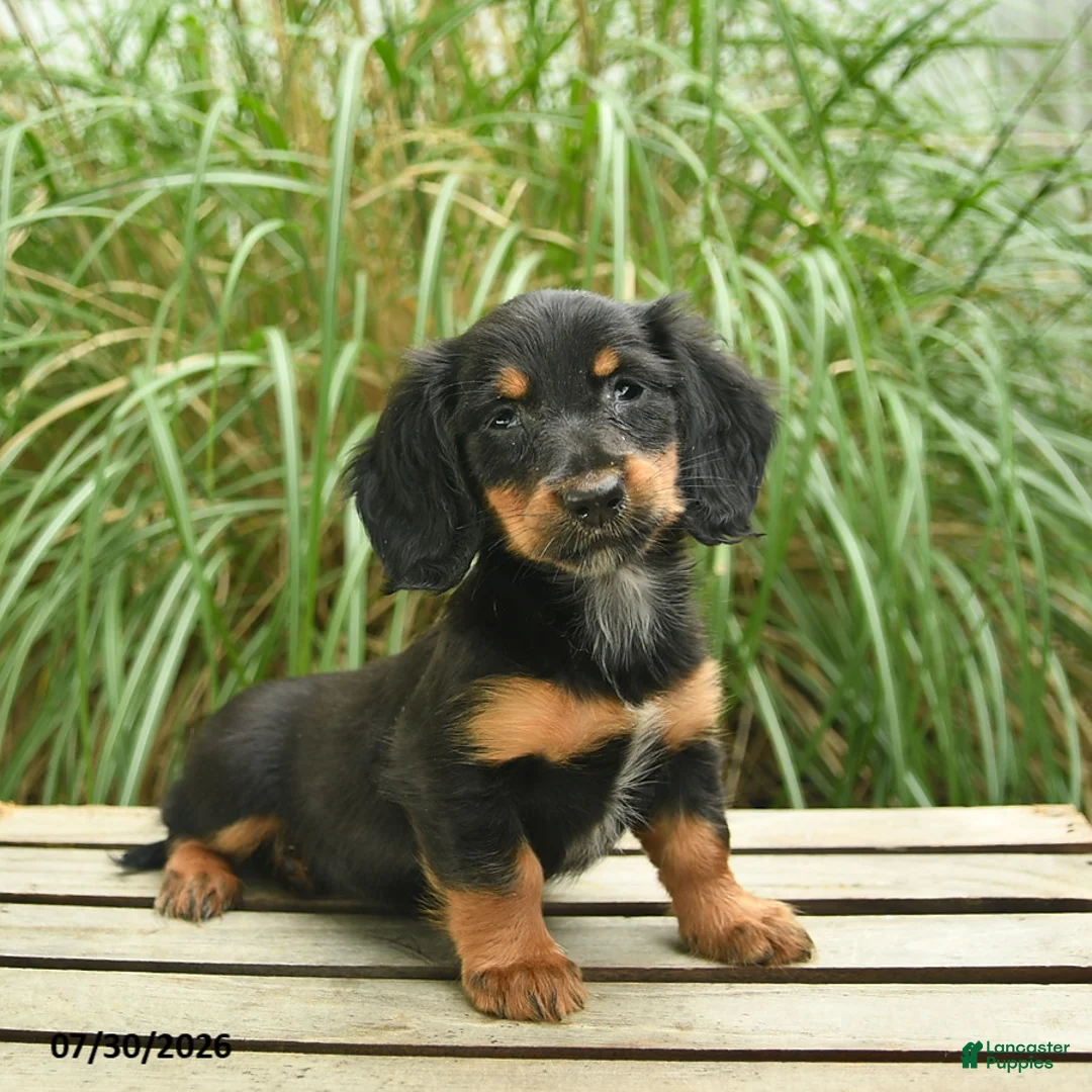 Miniature Dachshund dogs for sale: Penny  - Ad 1