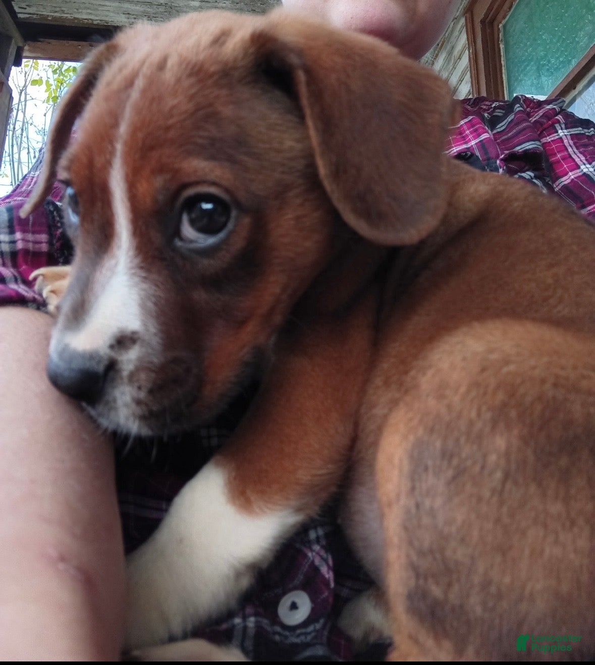 Mixed Breed dogs Ava - Ad 2