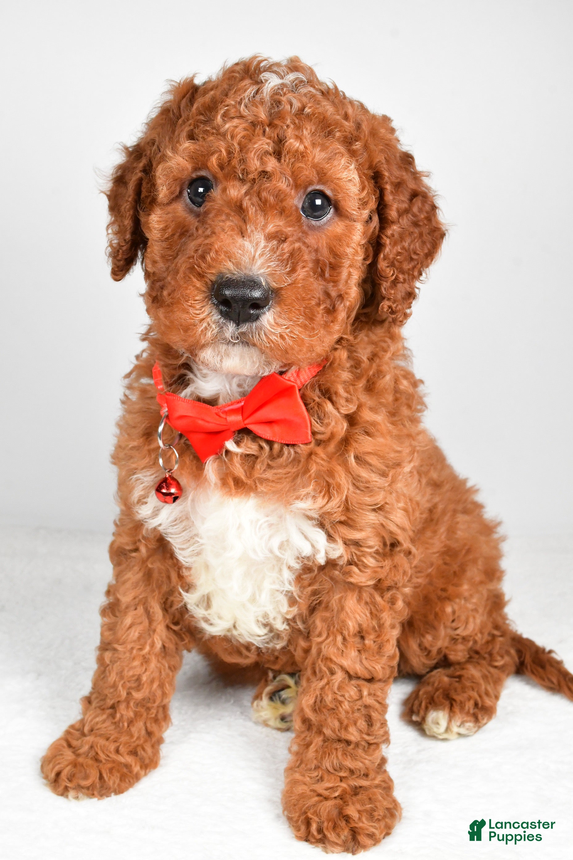 Cavapoo dogs Tristan  - Ad 5