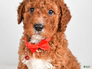 Cavapoo dogs Tristan - Ad 5