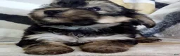 Yochon dogs for sale: Morris - Ad 4