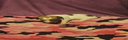 Chihuahua dogs for sale: Diane  - Ad 17
