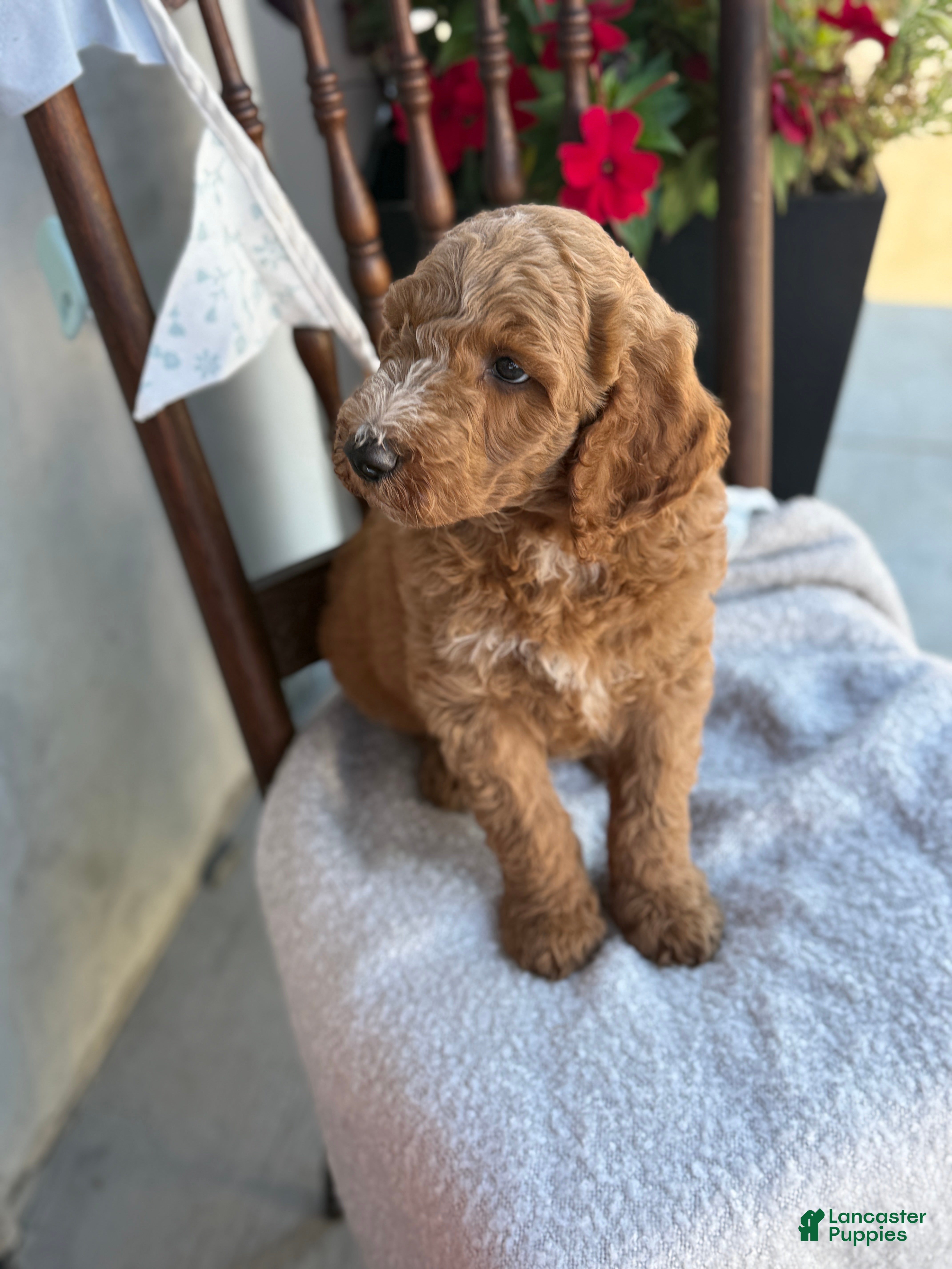 Goldendoodle dogs Coop - Ad 2