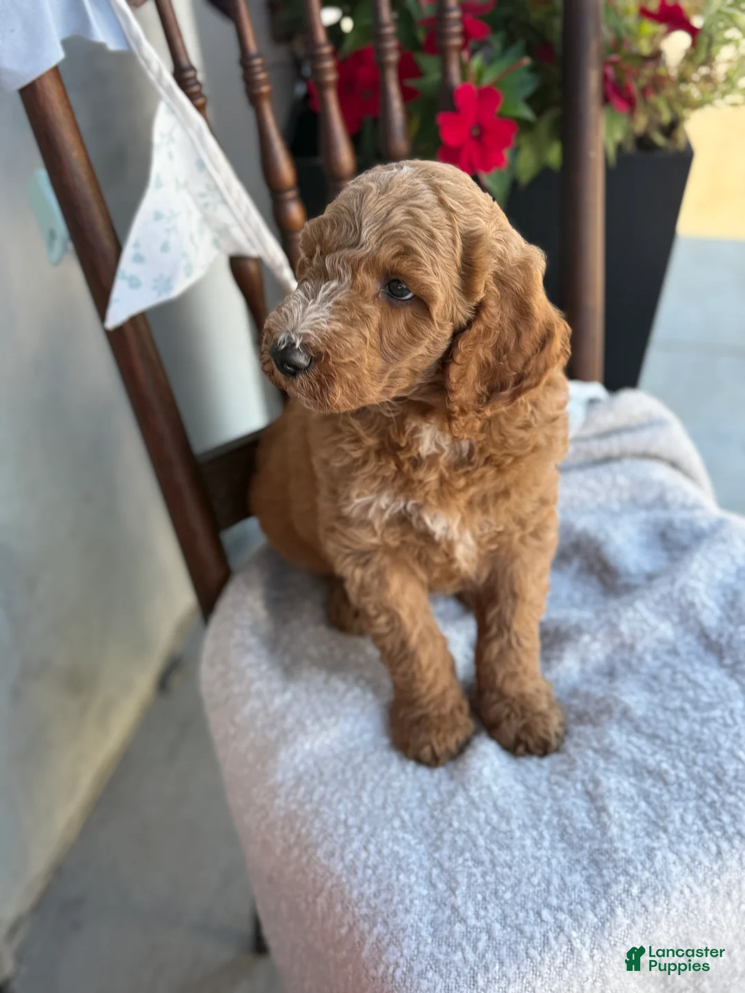 Goldendoodle dogs for sale: Coop - Ad 2