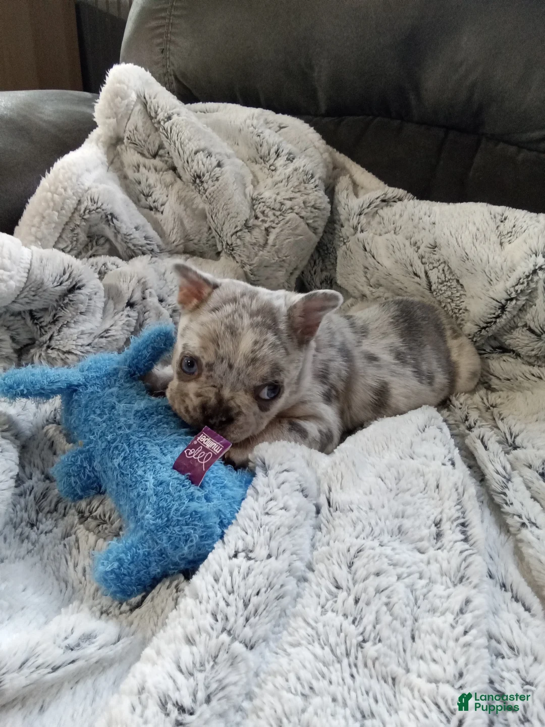 French Bulldog dogs for sale: Zoey - Ad 2