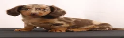 Dachshund dogs for sale: Duke - Ad 9
