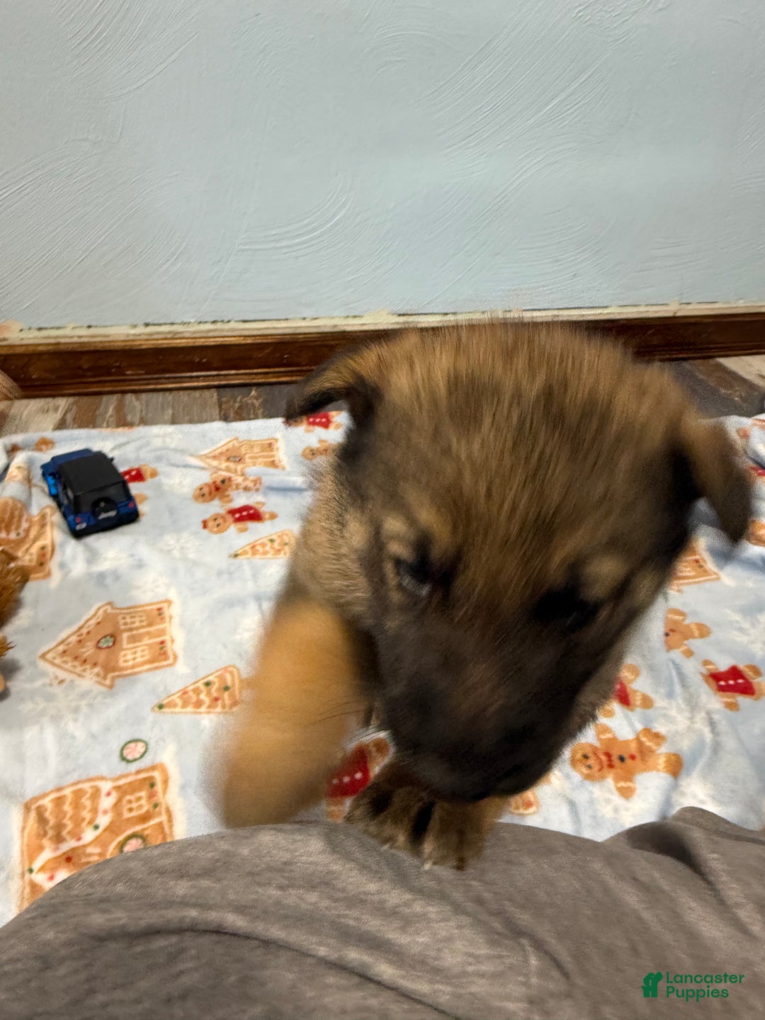 German Shepherd dogs for sale: Max - Ad 6