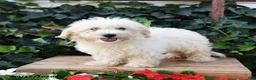 Maltipoo dogs for sale: Lily - Ad 3