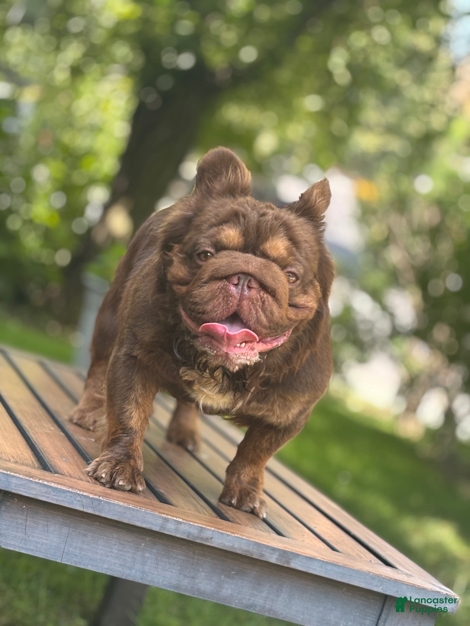 French Bulldog dogs Open for stud service - Ad 2