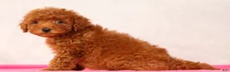 Mini Goldendoodle dogs for sale: Odin - Ad 8