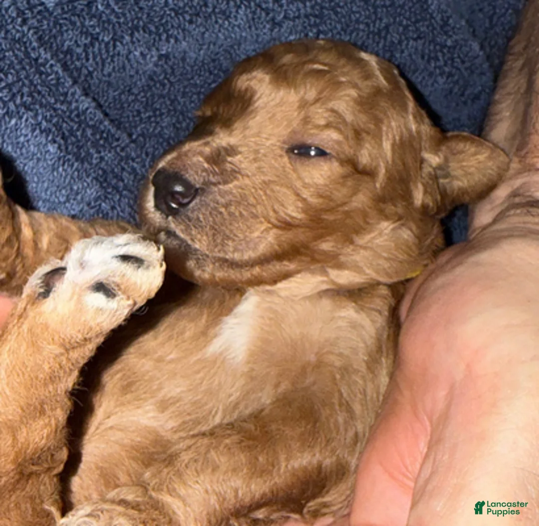 Goldendoodle dogs for sale: W25 Female Yellow Collar - Ad 2