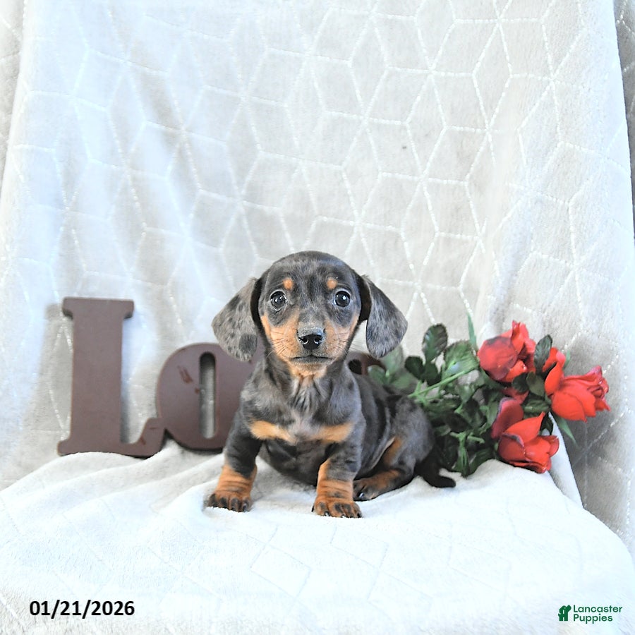 Miniature Dachshund dogs Mia  - Ad 1