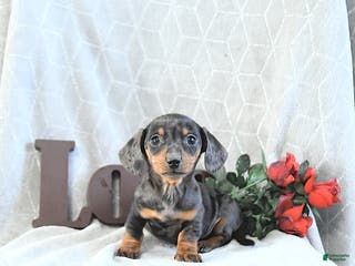 Miniature Dachshund dogs Mia - Ad 1