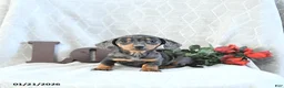 Miniature Dachshund dogs for sale: Mia  - Ad 1