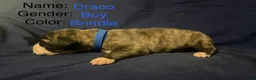 Great Dane dogs for sale: Draco - Ad 3