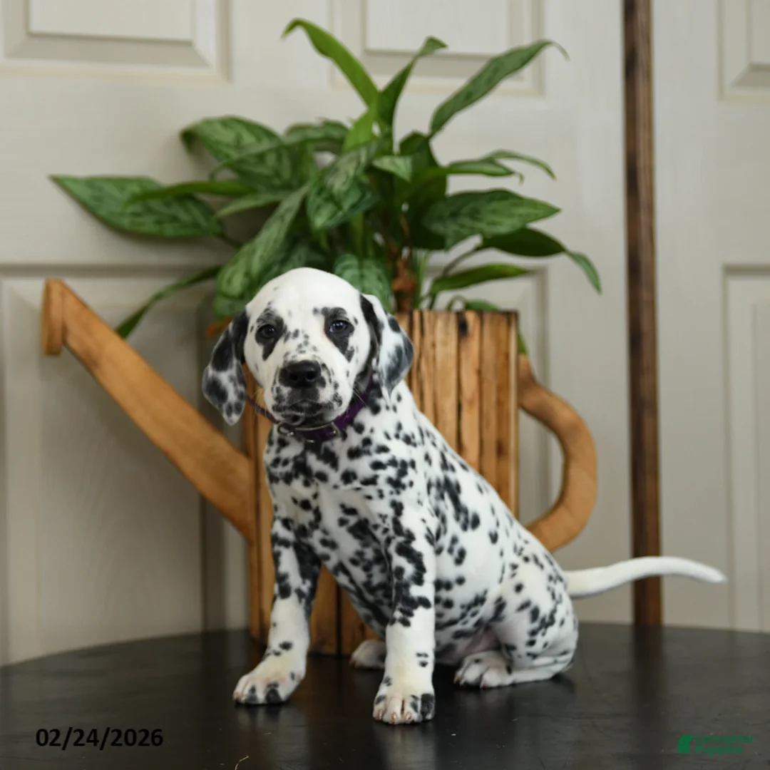Dalmatian dogs for sale: Kiwi - Ad 3