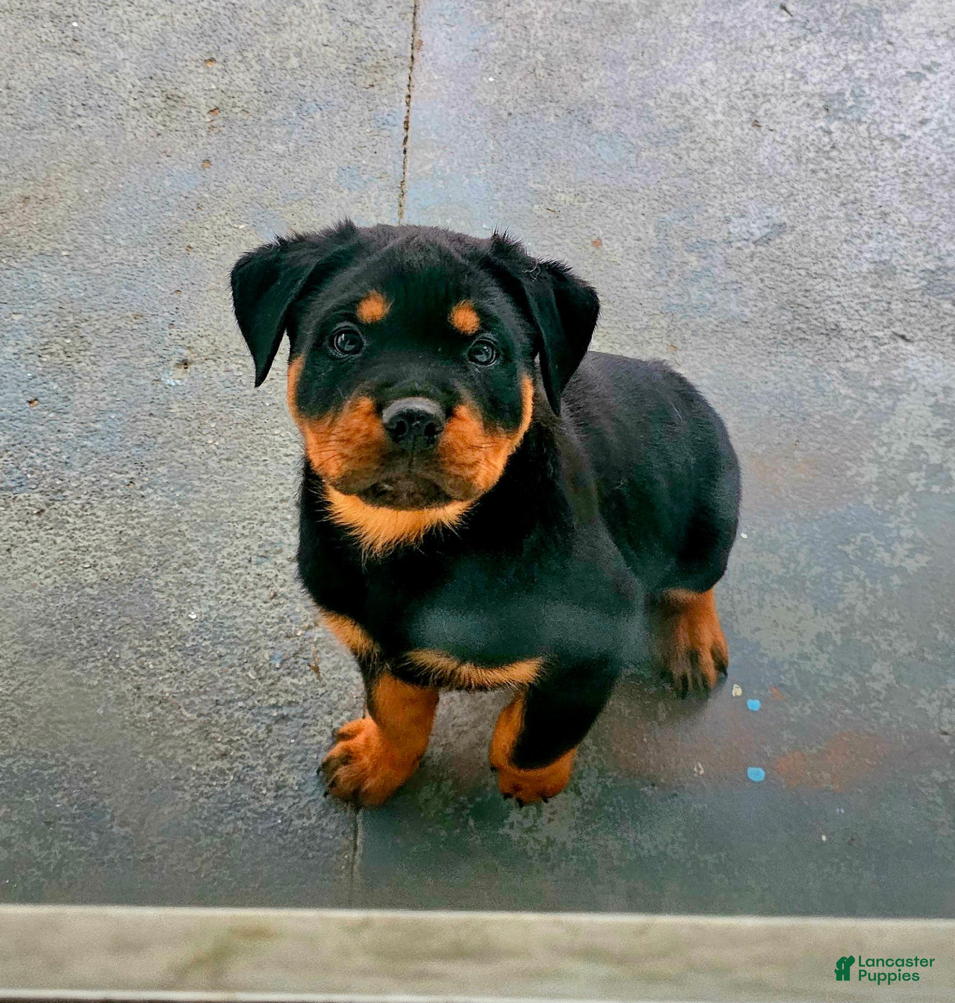 Rottweiler dogs Rottweiler Puppy 1 - Ad 21