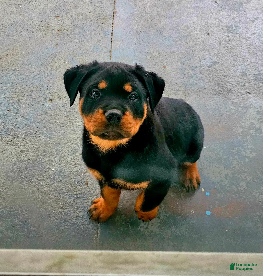 Rottweiler dogs for sale: Rottweiler Puppy 1 - Ad 1