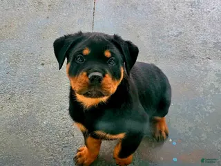 Rottweiler dogs Rottweiler Puppy 1 - Ad 21