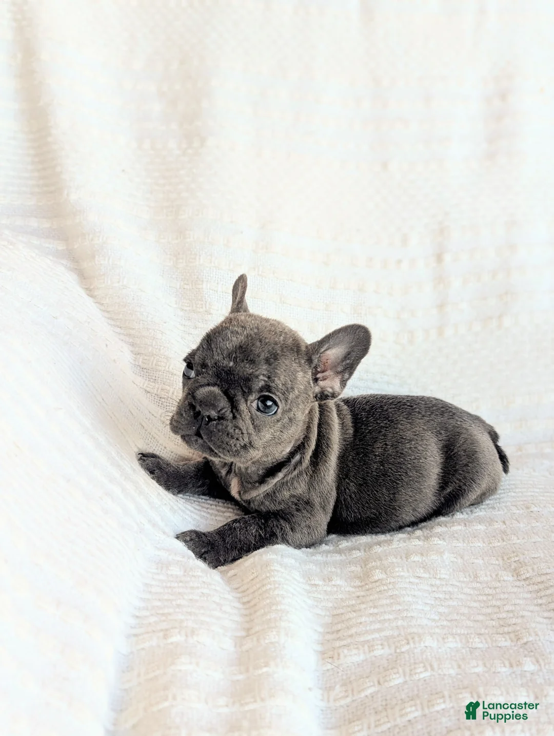 French Bulldog dogs for sale: Moon - Ad 1