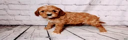 Cavalier King Charles Spaniel dogs for sale: Heidi - Ad 5