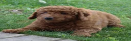 Mini Goldendoodle dogs for sale: Vanessa - Ad 4