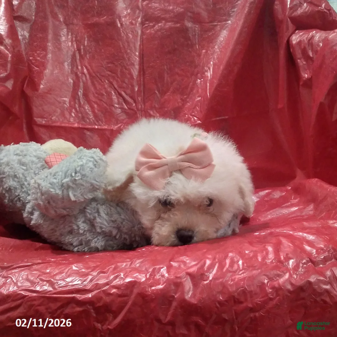 Bichon Frise dogs for sale: Princess - Ad 3