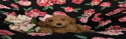 Mini Goldendoodle dogs for sale: Becca Hypoallergenic - Ad 3
