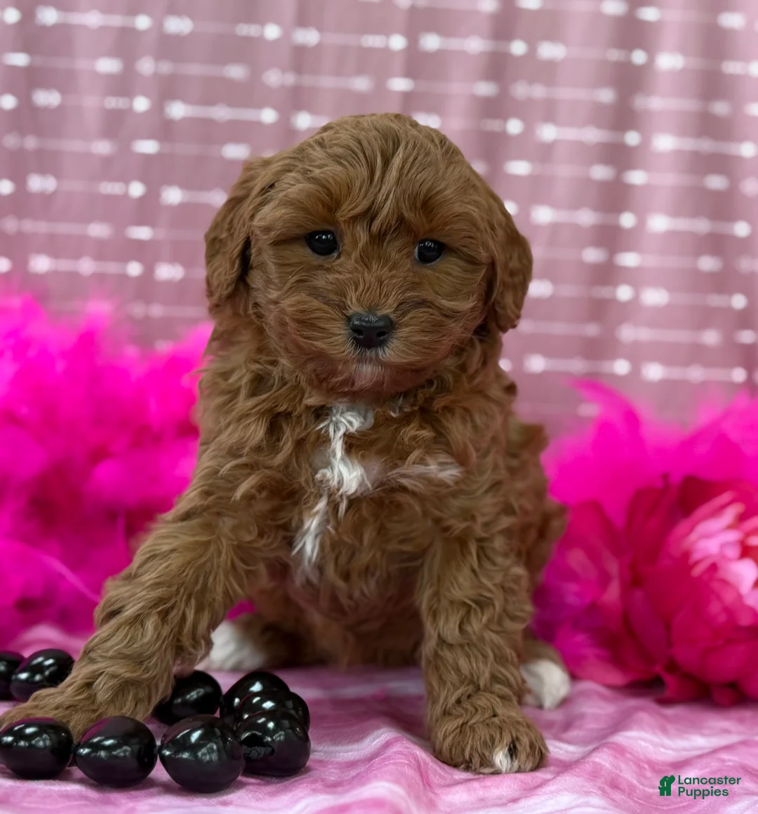 Cavapoo dogs for sale: Dulcie  - Ad 11