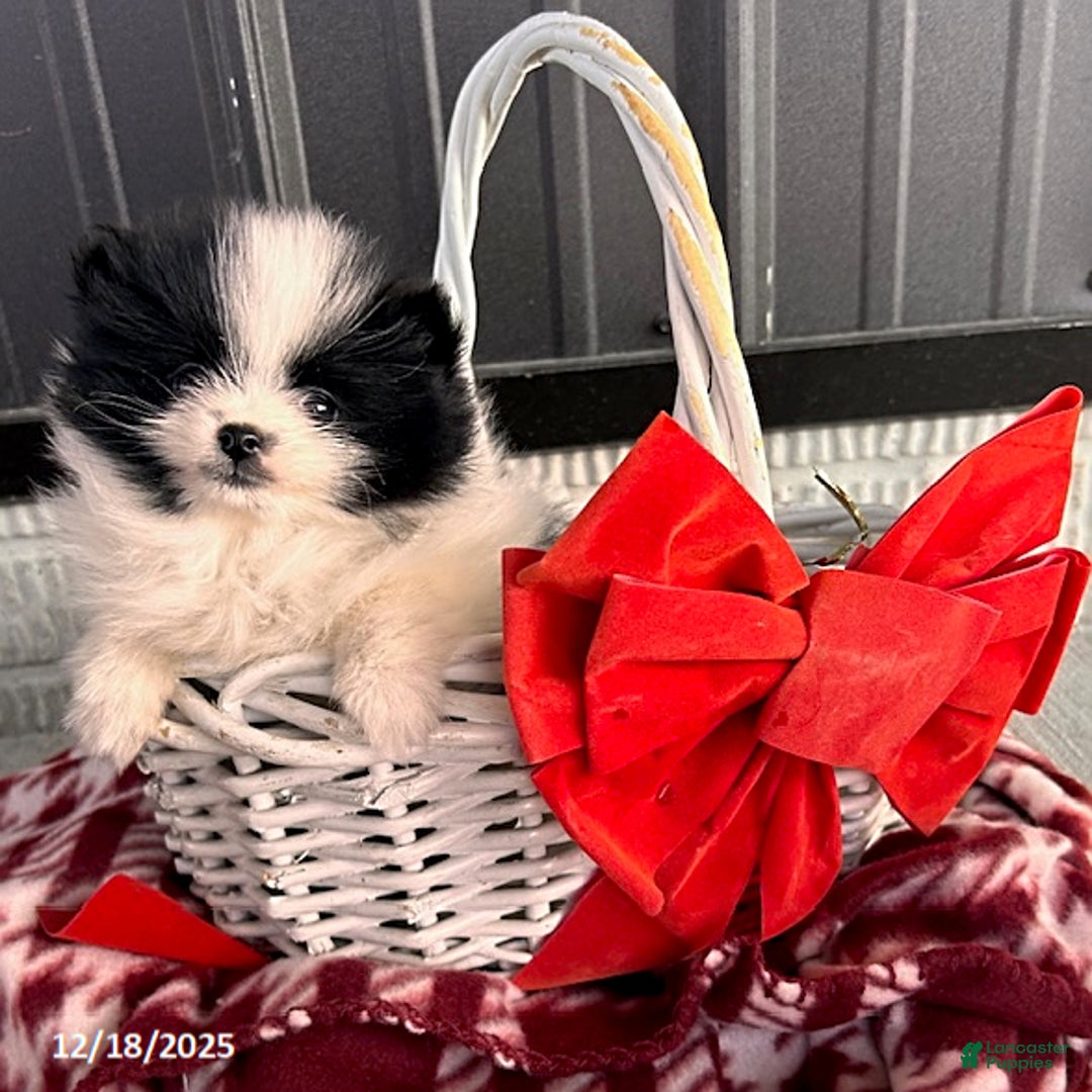 Pomeranian dogs for sale: Opal - Ad 3