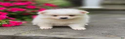 Pomeranian dogs for sale: Stella- Cream - Ad 3