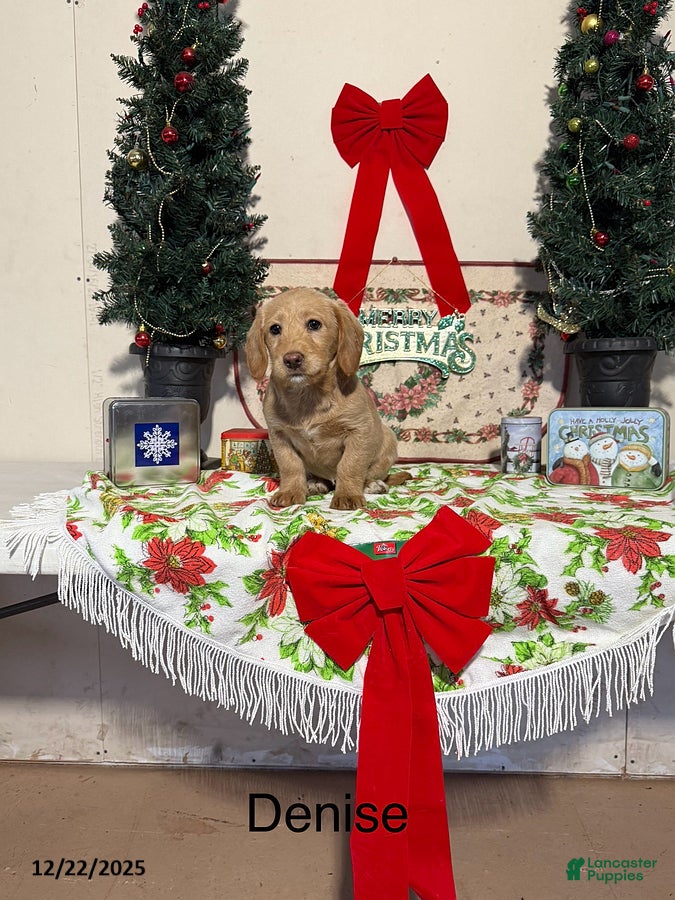 Miniature Labradoodle dogs Denise - Ad 19